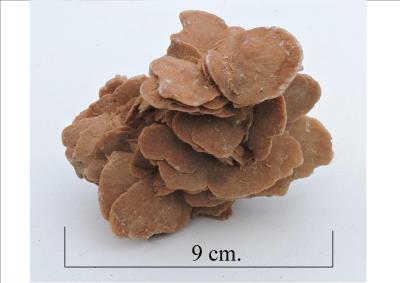 Gypsum, Desert rose var. Bill Bagley Rocks and Minerals